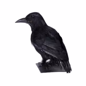 Corvo Realistico