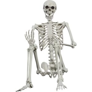 Scheletro 165cm